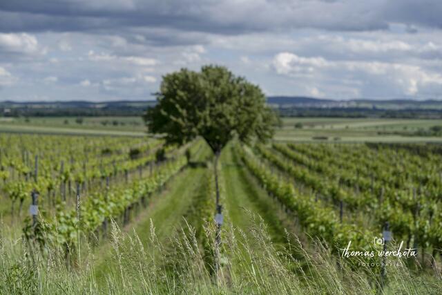 Foto: Thomas Werchota