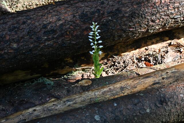 Ein Waldvöglein hat sich zwischen den Baumstämmen durchgekämpft
