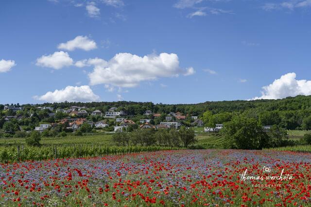 Foto: Thomas Werchota