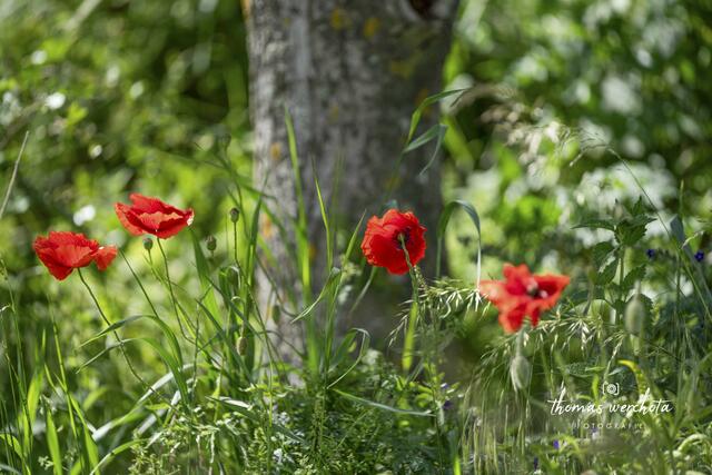 Foto: Thomas Werchota