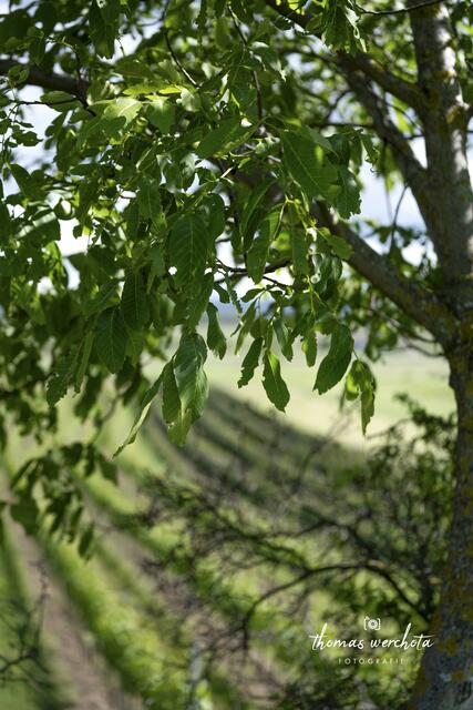 Foto: Thomas Werchota