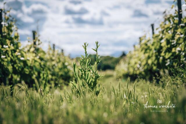 Foto: Thomas Werchota