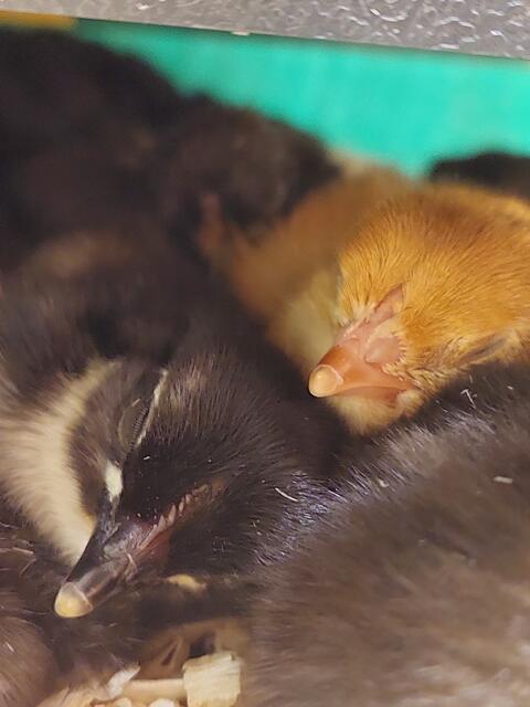 Foto: Gemeinde Oftering