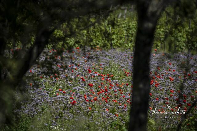 Foto: Thomas Werchota