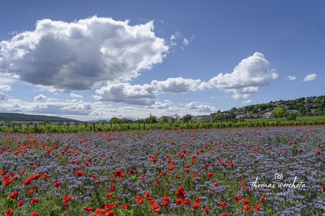 Foto: Thomas Werchota