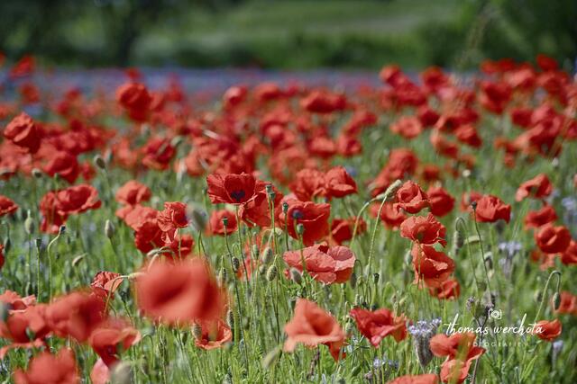 Foto: Thomas Werchota