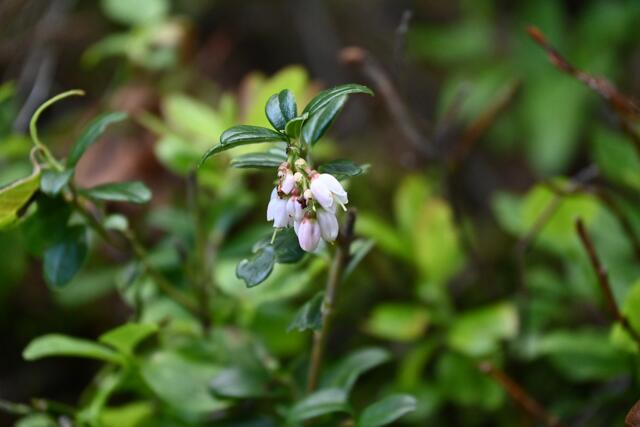 Preiselbeeren-Blüten