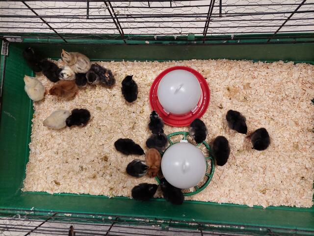 Foto: Gemeinde Oftering