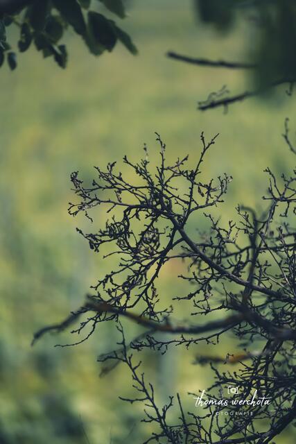 Foto: Thomas Werchota