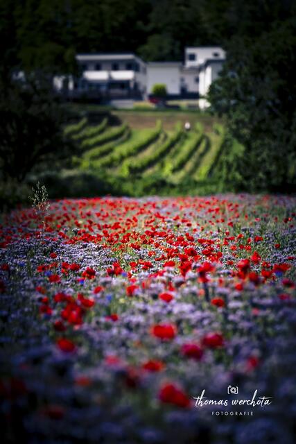 Foto: Thomas Werchota