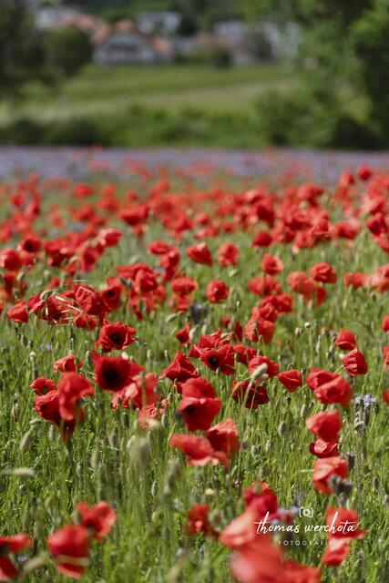 Foto: Thomas Werchota