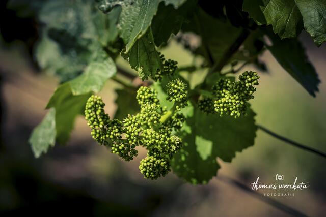 Foto: Thomas Werchota