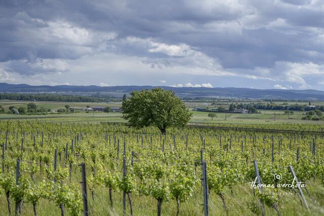 Foto: Thomas Werchota