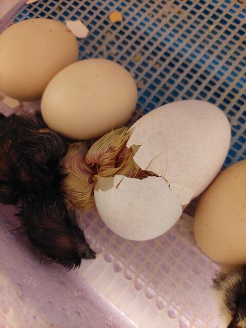 Foto: Gemeinde Oftering