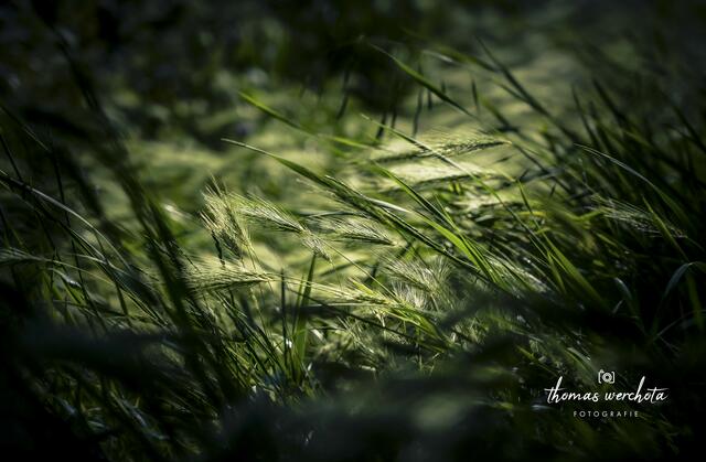 Foto: Thomas Werchota