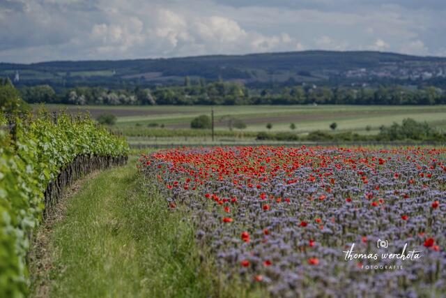 Foto: Thomas Werchota