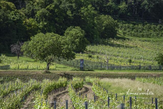 Foto: Thomas Werchota