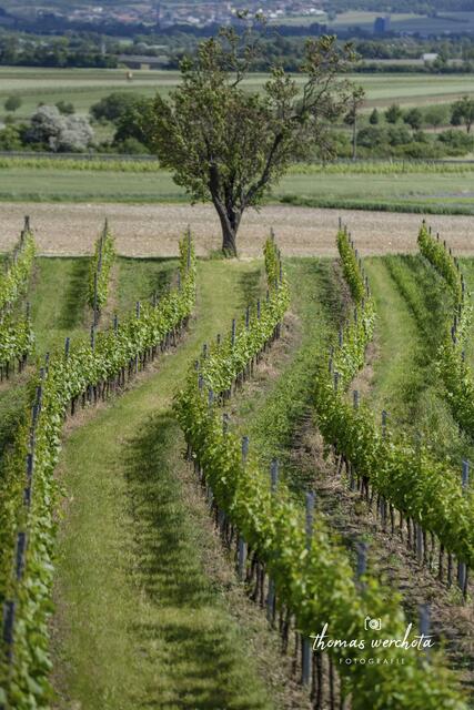 Foto: Thomas Werchota