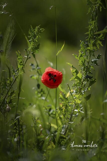 Foto: Thomas Werchota