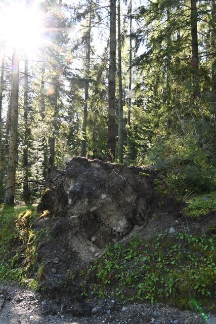 Umgestürzter Baum