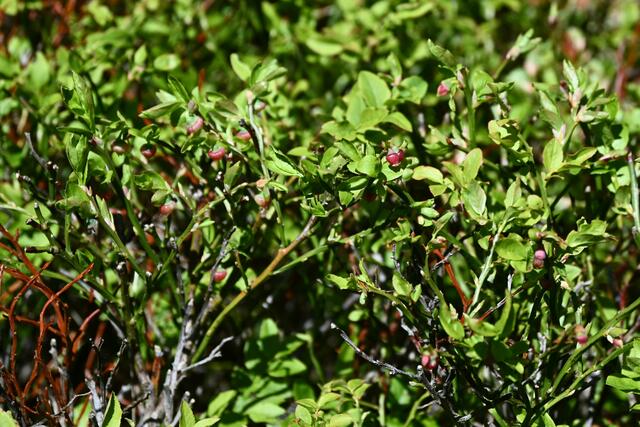 Heidelbeeren