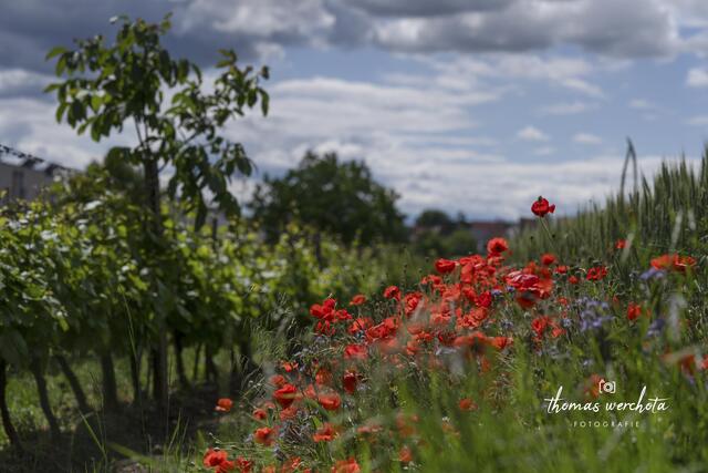 Foto: Thomas Werchota