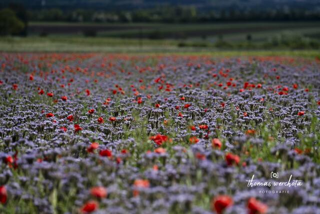 Foto: Thomas Werchota