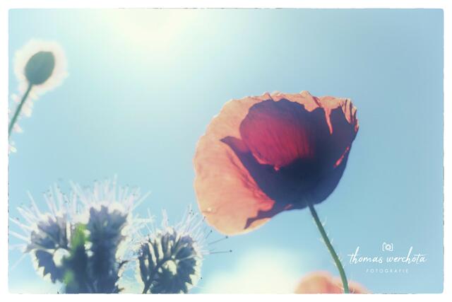 Foto: Thomas Werchota