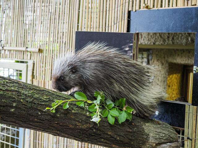 Auf der großzügigen Anlage, die ihm nun zur Verfügung steht, und den vielen Klettermöglichkeiten hat der noch namenlose Baumstachler nun alle Zeit der Welt, um seine Fähigkeiten auszubauen.  | Foto: Zoo Salzburg, Angelika Köppl