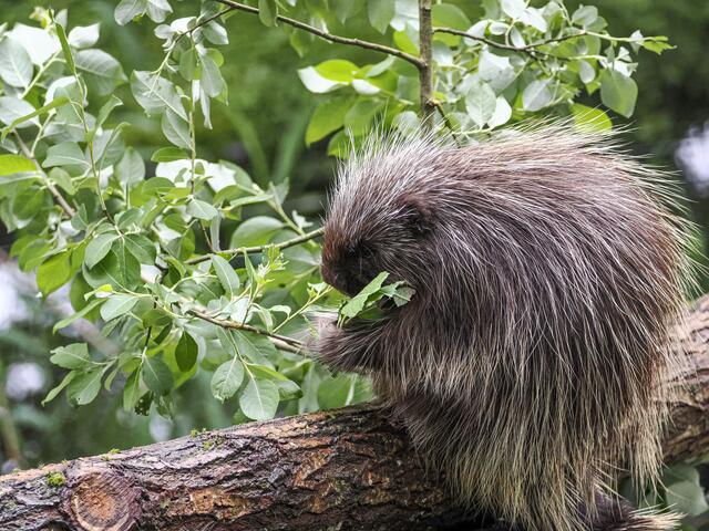 Der Nordamerikanischer Baumstachler beim ersten Ausflug auf die Außenanlage. | Foto: Zoo Salzburg, Angelika Köppl