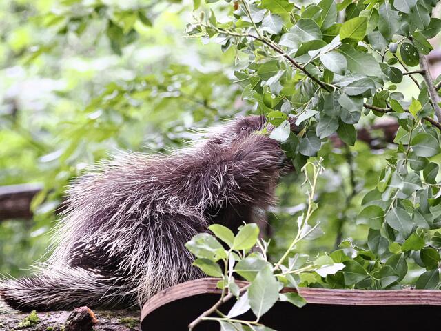 Der derzeit noch namenlose Baumstachler hat bereits seine neue Außenanlage erkundet. | Foto: Zoo Salzburg, Angelika Köppl