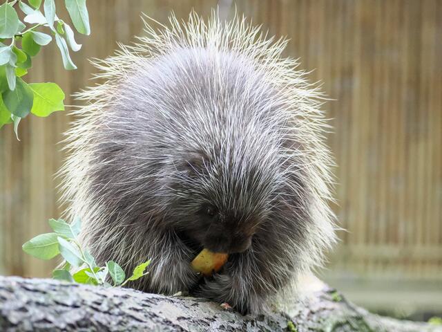 Auf Rücken und Schwanz des Nagetiers befinden sich rund 30.000 bis zu acht Zentimeter lange Stacheln, an deren Spitzen sich winzig kleine Widerhaken befinden.  | Foto: Zoo Salzburg, Angelika Köppl