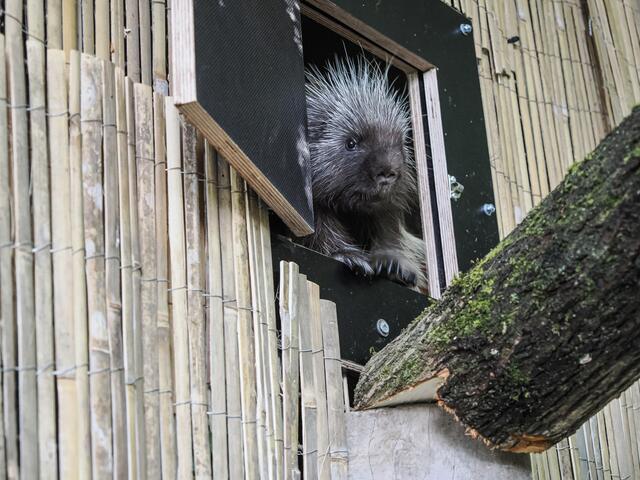 In naher Zukunft soll der Nager aus Luxemburg auch eine passende Partnerin bekommen. | Foto: Zoo Salzburg, Angelika Köppl