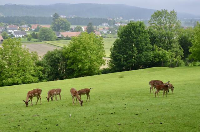 Damwildgehege entlang des Waldlehrpfades  | Foto: Elisabeth Peinsipp