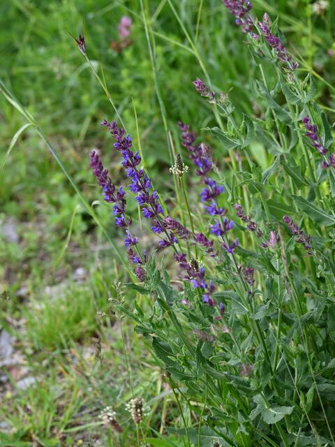 Auch eine Salbei-Art