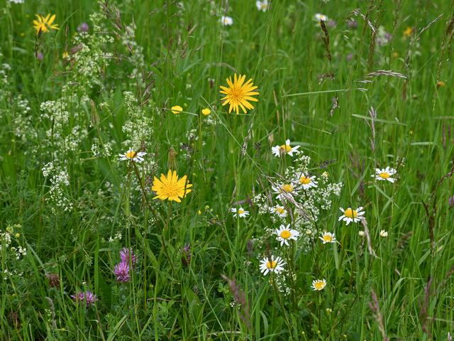 Blumenwiese