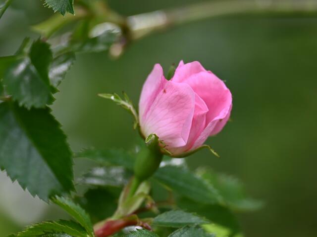 Schöne Blüten auch von der Heckenrose