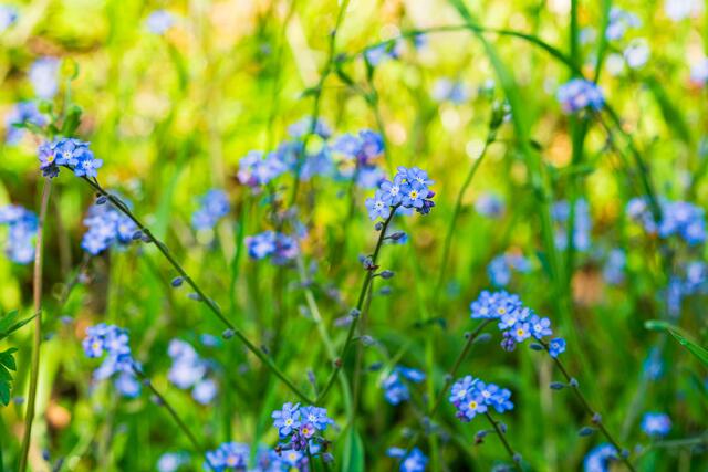 Eine Wiese voll Vergissmeinnicht  | Foto: Silvia Lieder-Kleinschmid