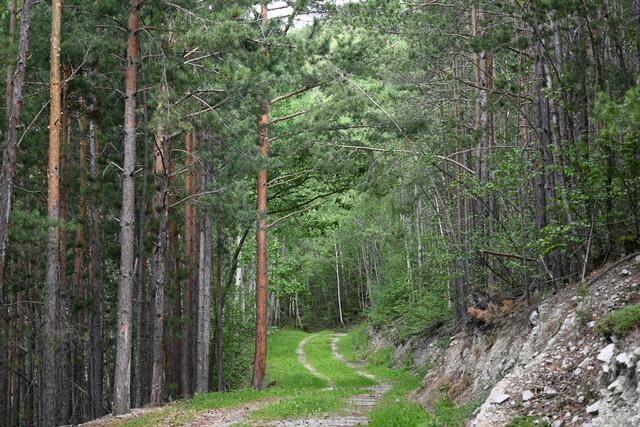 Schöner, fast ebener Weg, zuerst Föhrenwald