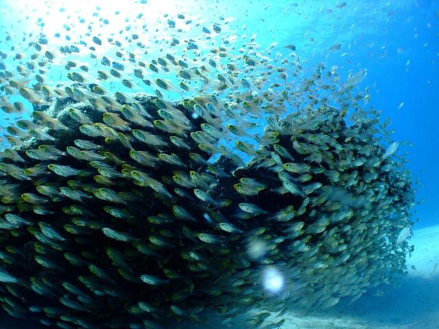 Die Arbeit gegen Überfischung von Blue Planet Ecosystems wurde gefördert. | Foto: Pixabay