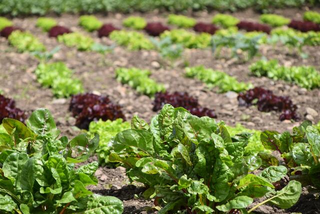 Unter dem Motto "Vom Feld auf den Teller" | Foto: Stefan Schneider