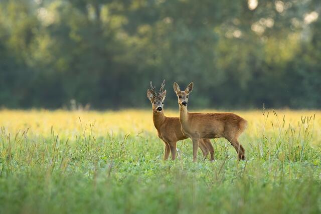 Das Auto als Querauflage für das Gewehr zu verwenden, ist zwar gesetzlich erlaubt, aber in Jagdkreisen nicht gerne gesehen. | Foto: PantherMedia/WildMedia