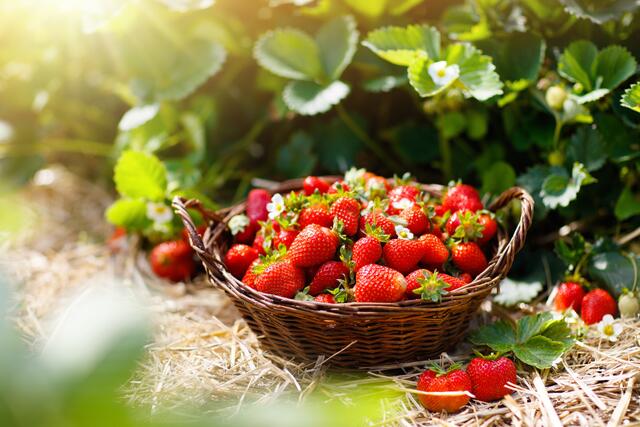 Erdbeeren zum Selberpflücken in Ohlsdorf