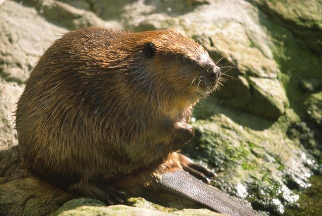 Das Biber-Managment in Tirol bekommt eine "mangelhafte" Umsetzung vom WWF. | Foto: WWF