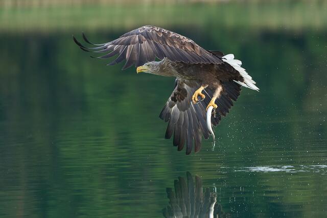 Projekte zum Seeadler sind in Tirol nicht anwendbar. Österreichweit schneiden sie aber als einziges gut ab. | Foto: WWF