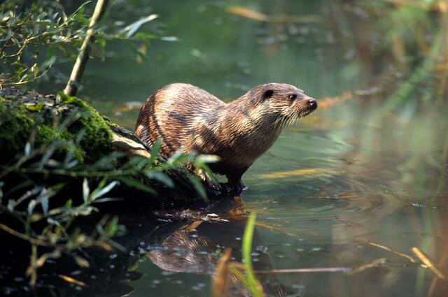 Fischotter | Foto: WWF