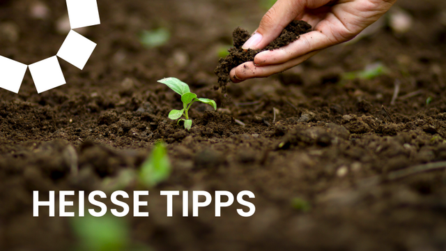 Grüner Daumen Ökologisch Gärtnern für eine lebenswerte Zukunft