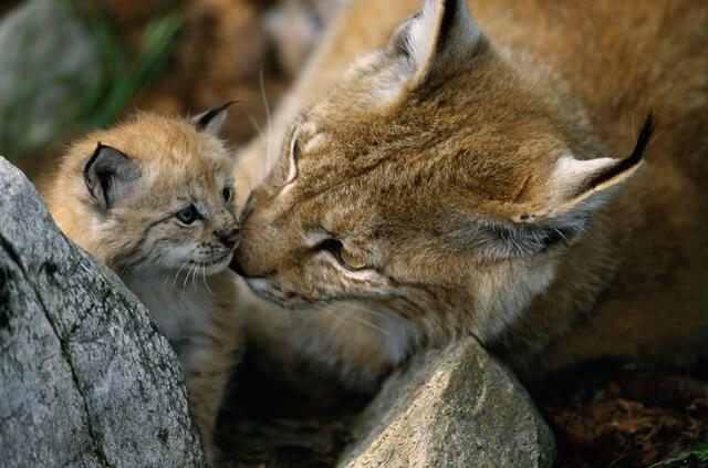 Luchs-Projekte werden in Tirol "teilweise umgesetzt". | Foto: WWF