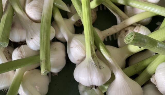 Aus getrockneten weißen Knollen entsteht durch Fermentation der "Schwoaze Knofl" von Goldenits. | Foto: Kathrin Santha