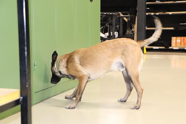 Bei Sprengmittelhunden ist es sehr wichtig, dass die Hunde eine passive Anzeigeform haben, heißt: Sie berühren das gefundene Sprengmittel nicht und bewegen sich nicht. | Foto: Tanja Handlfinger